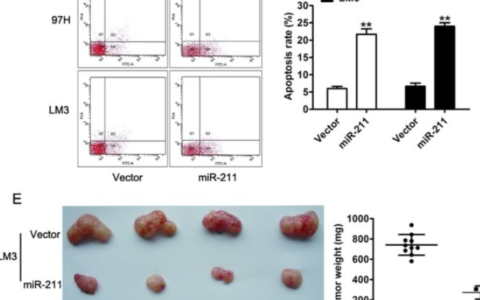 重复用图：microRNA-133a exerts tumor suppressive role in oral squamous cell ...