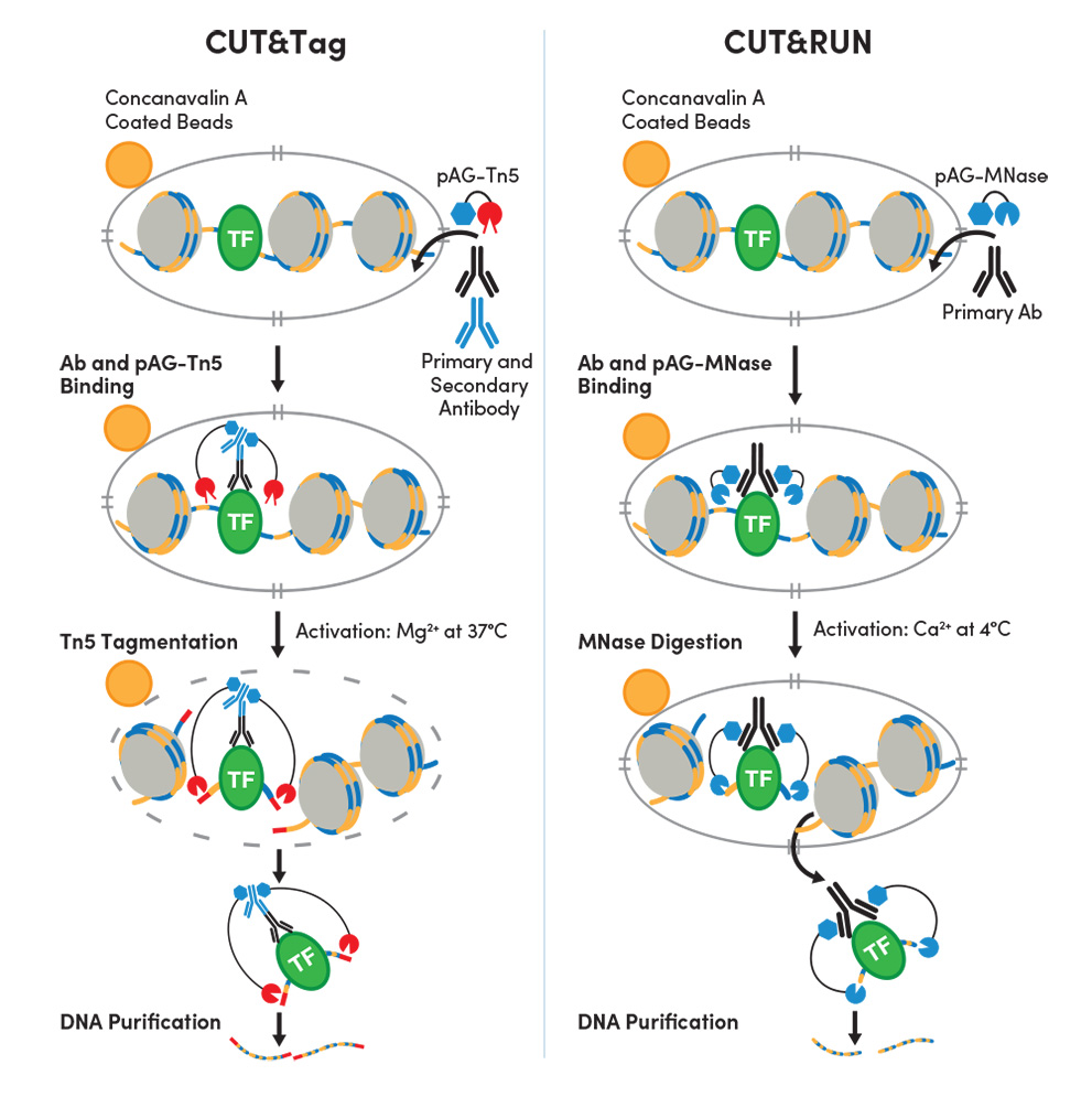 Overview_Workflow_Image-1