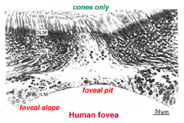 hufovea